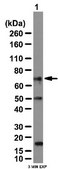 Anti-CAPZIP Antibody from rabbit, purified by affinity chromatography