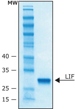 白血病抑制因子 人 LIF, recombinant, expressed in E. coli, 10 &#956;g/ml, buffered aqueous solution (pH 7.4), suitable for cell culture