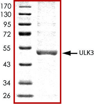 ULK3, active, His tagged human PRECISIO&#174; Kinase, recombinant, expressed in baculovirus infected Sf9 cells, &#8805;70% (SDS-PAGE), buffered aqueous glycerol solution