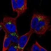 Anti-PANK3 antibody produced in rabbit Prestige Antibodies® Powered by Atlas Antibodies, affinity isolated antibody, buffered aqueous glycerol solution