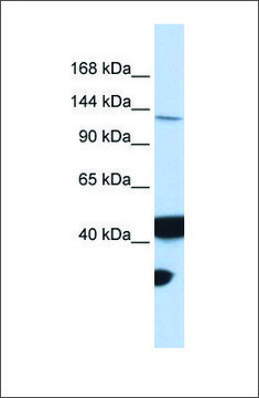 Anti-MLH3 antibody produced in rabbit affinity isolated antibody