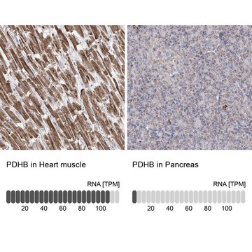 Anti-PDHB antibody produced in rabbit Prestige Antibodies&#174; Powered by Atlas Antibodies, affinity isolated antibody, buffered aqueous glycerol solution