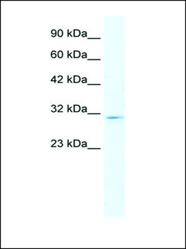 Anti-CLIC2 (AB1) antibody produced in rabbit IgG fraction of antiserum