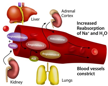 血管紧张素转换酶 来源于兔肺 &#8805;2.0&#160;units/mg protein (modified Warburg-Christian)