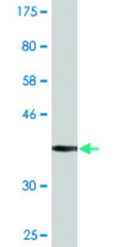 Monoclonal Anti-PARD3 antibody produced in mouse clone 4G5, purified immunoglobulin, buffered aqueous solution