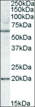 Anti-BAG4 antibody produced in goat affinity isolated antibody, buffered aqueous solution