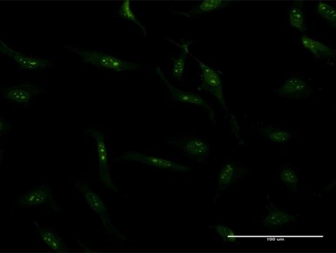 Monoclonal Anti-S100A7 antibody produced in mouse clone 3A5, purified immunoglobulin, buffered aqueous solution