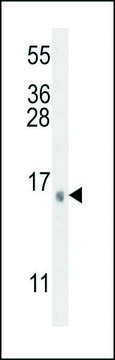 ANTI-SEC11C (C-TERM) antibody produced in rabbit IgG fraction of antiserum, buffered aqueous solution