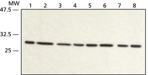 Anti-RACK1 (N-terminal) antibody produced in rabbit IgG fraction of antiserum, buffered aqueous solution