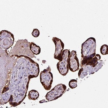 Anti-SPCS3 antibody produced in rabbit Prestige Antibodies&#174; Powered by Atlas Antibodies, affinity isolated antibody, buffered aqueous glycerol solution