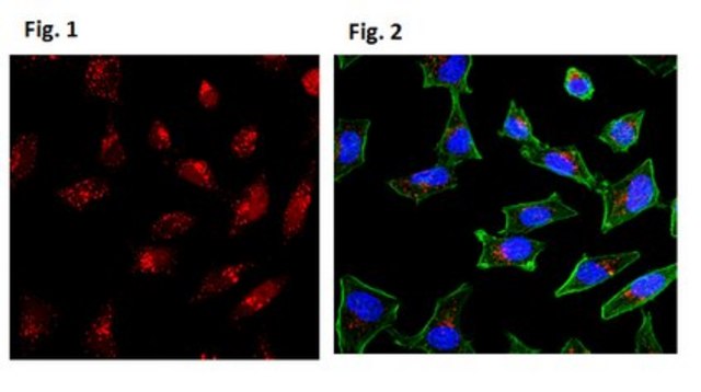 Anti-LC3-I/II Antibody from rabbit, purified by affinity chromatography