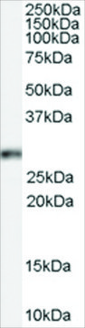 Anti-Homeobox B13 antibody produced in goat affinity isolated antibody, buffered aqueous solution