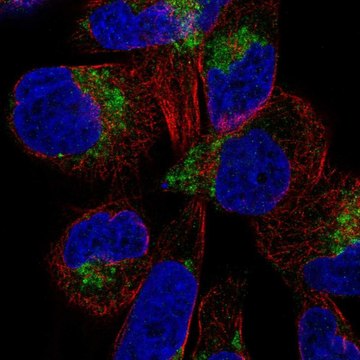 Anti-DIRC2 antibody produced in rabbit Prestige Antibodies&#174; Powered by Atlas Antibodies, affinity isolated antibody