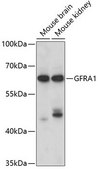 Anti-GFRA1 antibody produced in rabbit