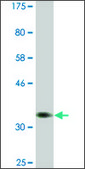 Monoclonal Anti-PSAT1, (C-terminal) antibody produced in mouse clone 1C2, ascites fluid