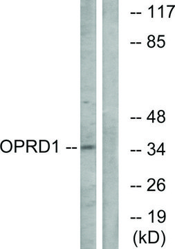 Anti-OPRD1 antibody produced in rabbit affinity isolated antibody