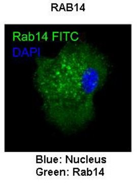 Anti-RAB14 antibody produced in rabbit affinity isolated antibody