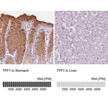 Anti-TFF1 antibody produced in rabbit Prestige Antibodies&#174; Powered by Atlas Antibodies, affinity isolated antibody, buffered aqueous glycerol solution