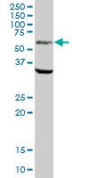 Anti-MAOA antibody produced in mouse IgG fraction of antiserum, buffered aqueous solution