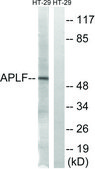 Anti-APLF antibody produced in rabbit affinity isolated antibody