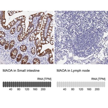 抗-MAOA 兔抗 Prestige Antibodies&#174; Powered by Atlas Antibodies, affinity isolated antibody, buffered aqueous glycerol solution