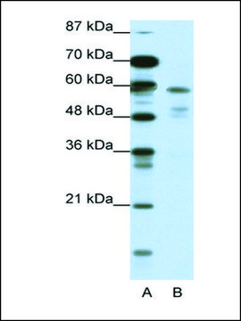 抗-NR1H3 兔抗 IgG fraction of antiserum