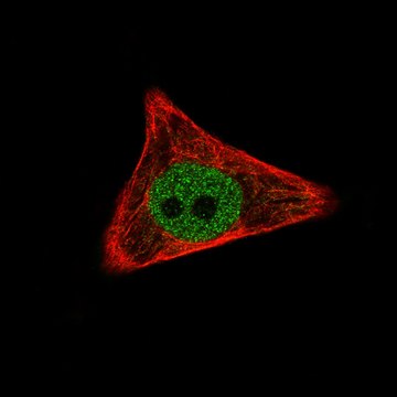 Monoclonal Anti-WWTR1 antibody produced in mouse Prestige Antibodies&#174; Powered by Atlas Antibodies, clone CL0370, purified immunoglobulin, buffered aqueous glycerol solution