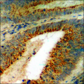 Anti-phospho-Ras-GRF1 (pSer916) antibody produced in rabbit affinity isolated antibody