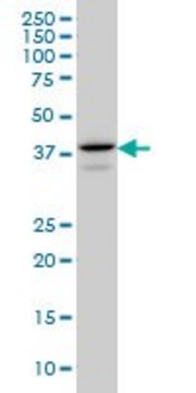 Monoclonal Anti-E2F4 antibody produced in mouse clone 5B7, purified immunoglobulin, buffered aqueous solution