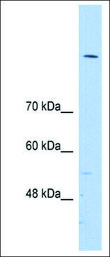 Anti-SREBF2 antibody produced in rabbit affinity isolated antibody