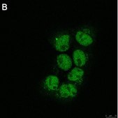 Anti-RFX7 Antibody, clone 1J22 ZooMAb® Rabbit Monoclonal recombinant, expressed in HEK 293 cells