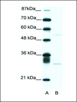 Anti-ATF4 (AB2) antibody produced in rabbit IgG fraction of antiserum