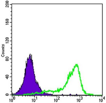 Anti-SOD1 Antibody, clone 6F5 ascites fluid, clone 6F5, from mouse