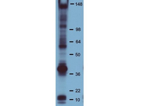 Anti-Phosphotyrosine Antibody, clone PY20, HRP Conjugate clone PY20, Upstate&#174;, from mouse