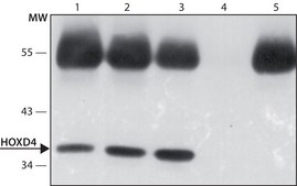 Anti-HOXD4 (N-terminal) antibody produced in rabbit ~1.0 mg/mL, affinity isolated antibody, buffered aqueous solution