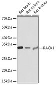 Anti-RACK1 Antibody, clone 7B6J4, Rabbit Monoclonal