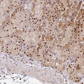 Anti-MAZ antibody produced in rabbit Prestige Antibodies® Powered by Atlas Antibodies, affinity isolated antibody, buffered aqueous glycerol solution