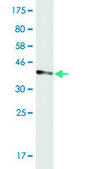 Monoclonal Anti-TRIM36 antibody produced in mouse clone 1G11, purified immunoglobulin, buffered aqueous solution