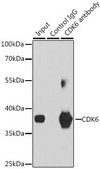 Anti-CDK6 antibody produced in rabbit