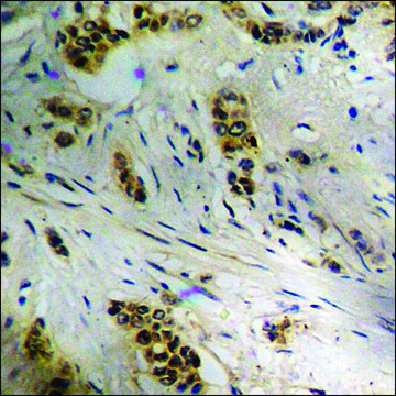 Anti-phospho-CDC37 (pSer13) antibody produced in rabbit affinity isolated antibody