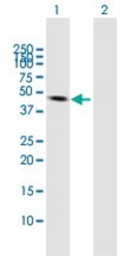 Anti-VIL1 antibody produced in mouse purified immunoglobulin, buffered aqueous solution