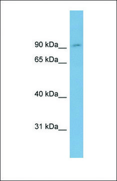 Anti-OSBPL1A antibody produced in rabbit affinity isolated antibody