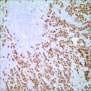 Oct-4 (MRQ-10) Mouse Monoclonal Antibody