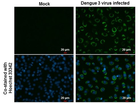 Monoclonal Anti-Dengue virus NS3 protein antibody produced in mouse clone GT2811, affinity isolated antibody