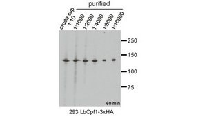 Anti-LbCpf1 Antibody, clone 2D5-6G11 clone 2D5-6G11, from mouse