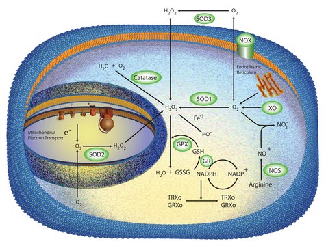 超氧化物歧化酶 来源于牛肝脏 lyophilized powder, &#8805;1500&#160;units/mg protein