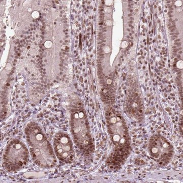 Anti-HMG20B antibody produced in rabbit Prestige Antibodies&#174; Powered by Atlas Antibodies, affinity isolated antibody, buffered aqueous glycerol solution