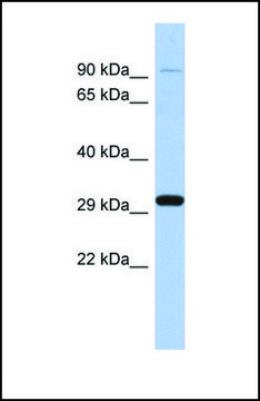 Anti-ENDOG antibody produced in rabbit affinity isolated antibody