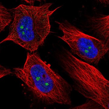 Anti-RBM19 antibody produced in rabbit Prestige Antibodies&#174; Powered by Atlas Antibodies, affinity isolated antibody