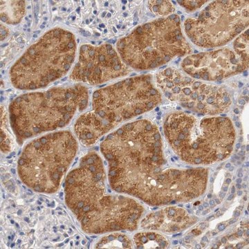 Anti-PCSK6 antibody produced in rabbit Prestige Antibodies&#174; Powered by Atlas Antibodies, affinity isolated antibody, buffered aqueous glycerol solution